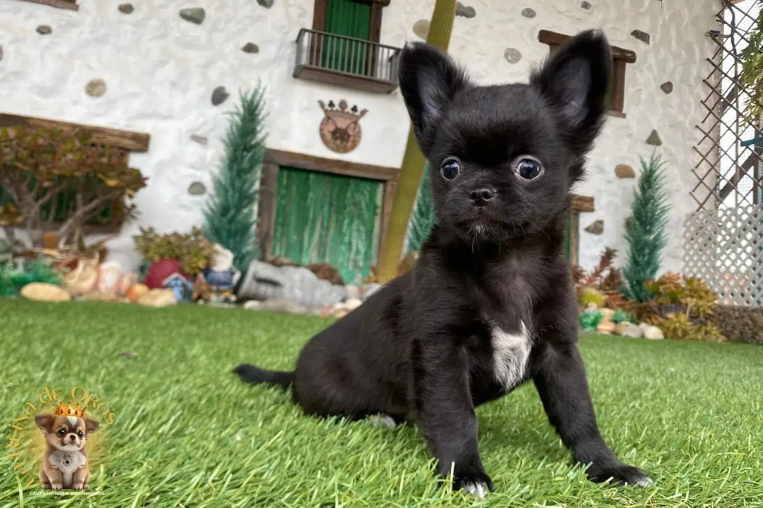 cachorro chihuahua esponjita