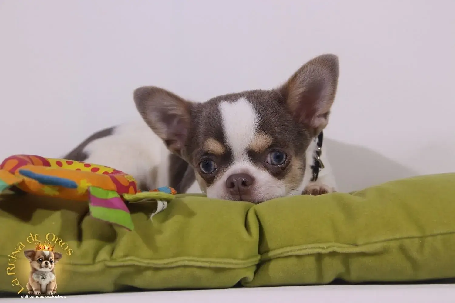 cachorro chihuahua comprar