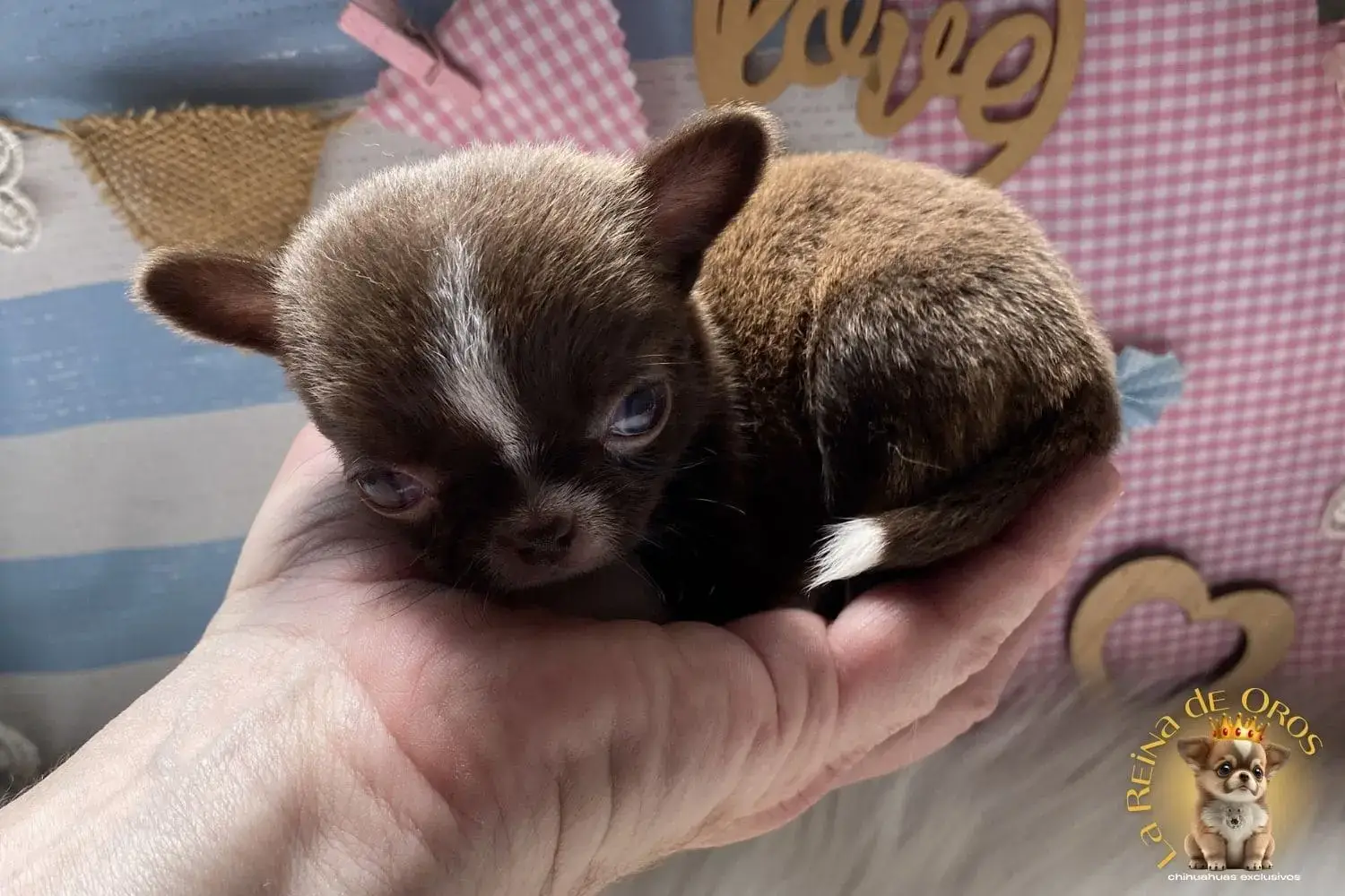 cachorro chihuahua toy