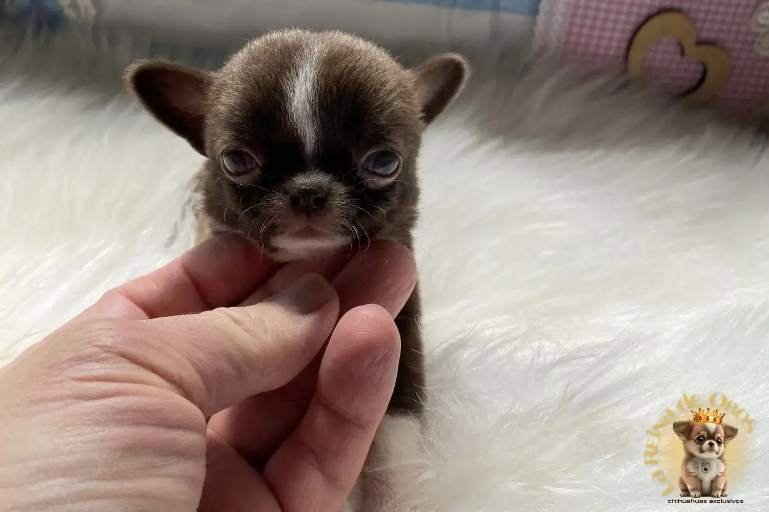 cachorro chihuahua venta enano