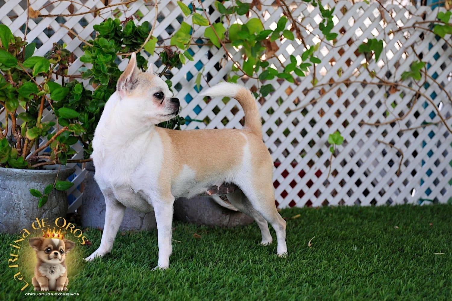 Hembra Chihuahua Adulta Holly Samedino 9 hembra-chihuahua-adulta-holly-samedino-chihuahuas-exclusivos