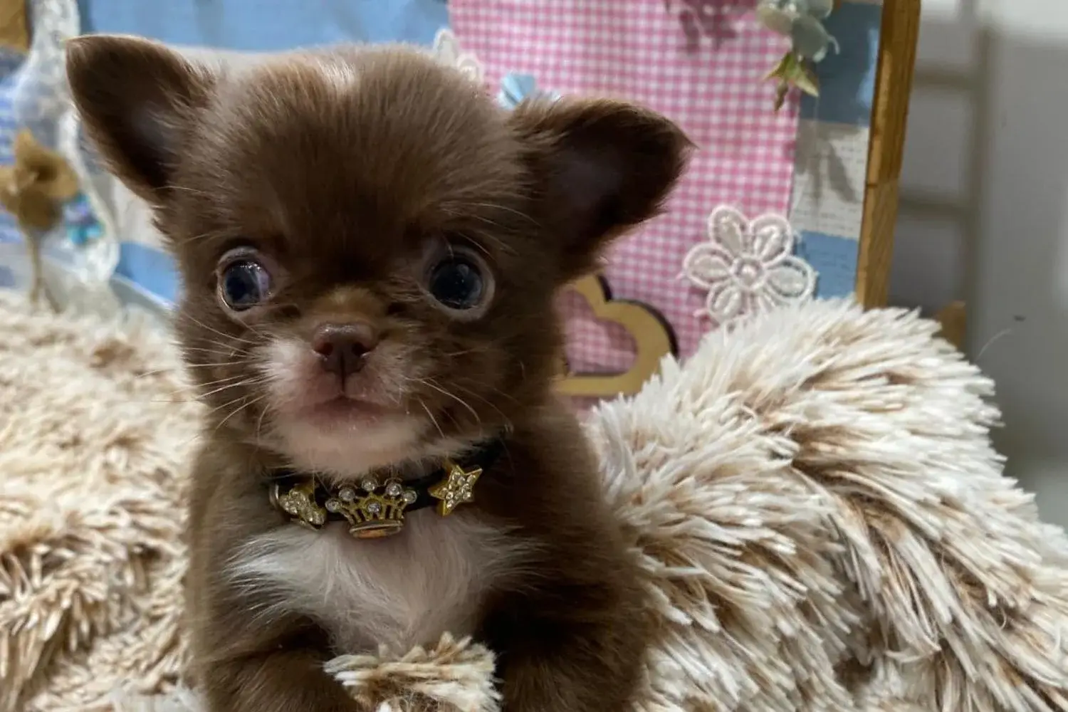 cachorro chihuahua chatito morrito corto