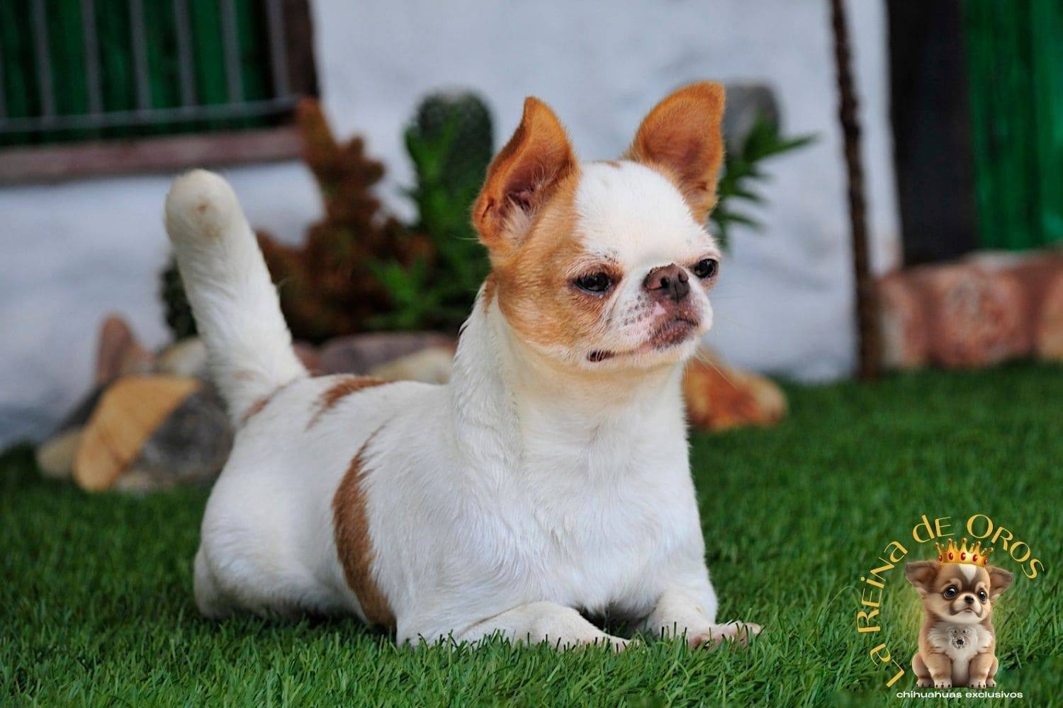 Hembra Chihuahua Adulta Perky end Kyurias Iz Tvoy Metchy 8 hembra-chihuahua-adulta-perki-endkiurias-iz tvoey-mechty-cria-y-seleccion