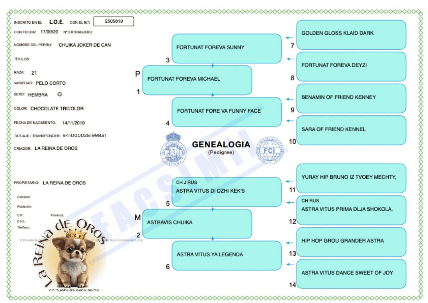 Hembra Chihuahua Adulta Chuika Joker de Can – Color Chocolate Tricolor 4 LOE-PEDIGREE-CHUIKA-JOKER-DE-CAN