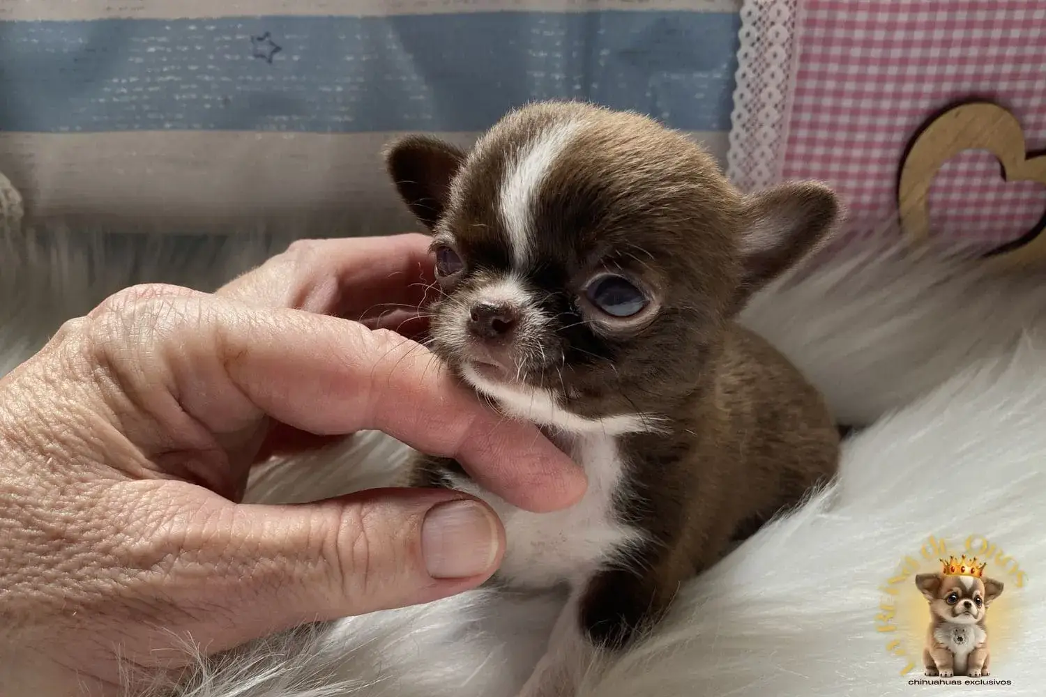 cachorro chihuahua del mejor criadero de chihuahuas de españa
