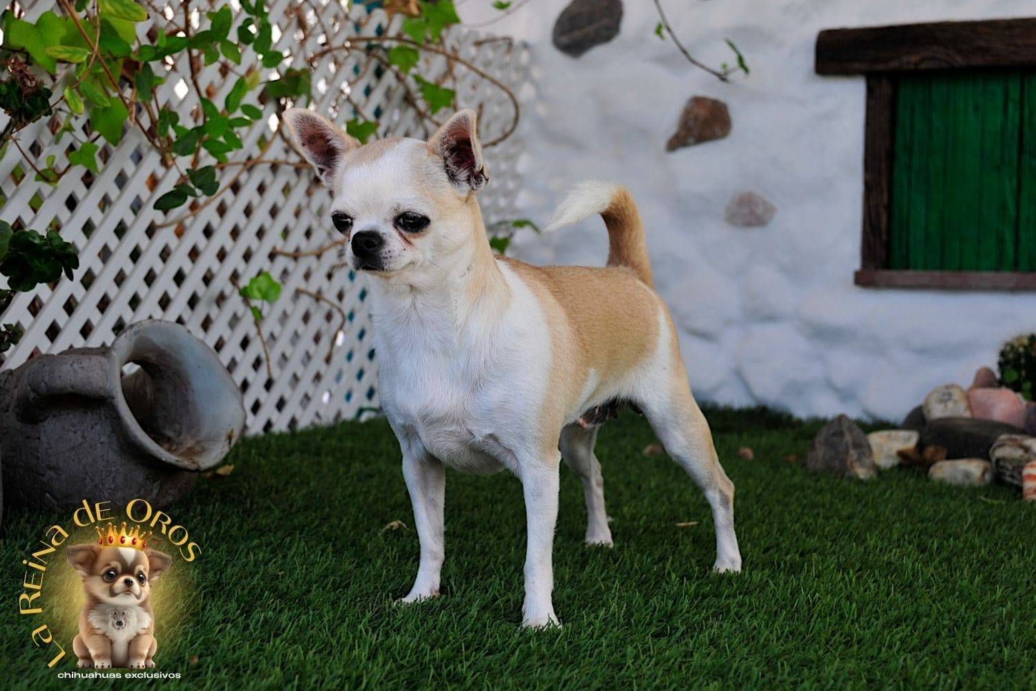 Hembra Chihuahua Adulta Holly Samedino 12 hembra-chihuahua-adulta-holly-samedino-criadores