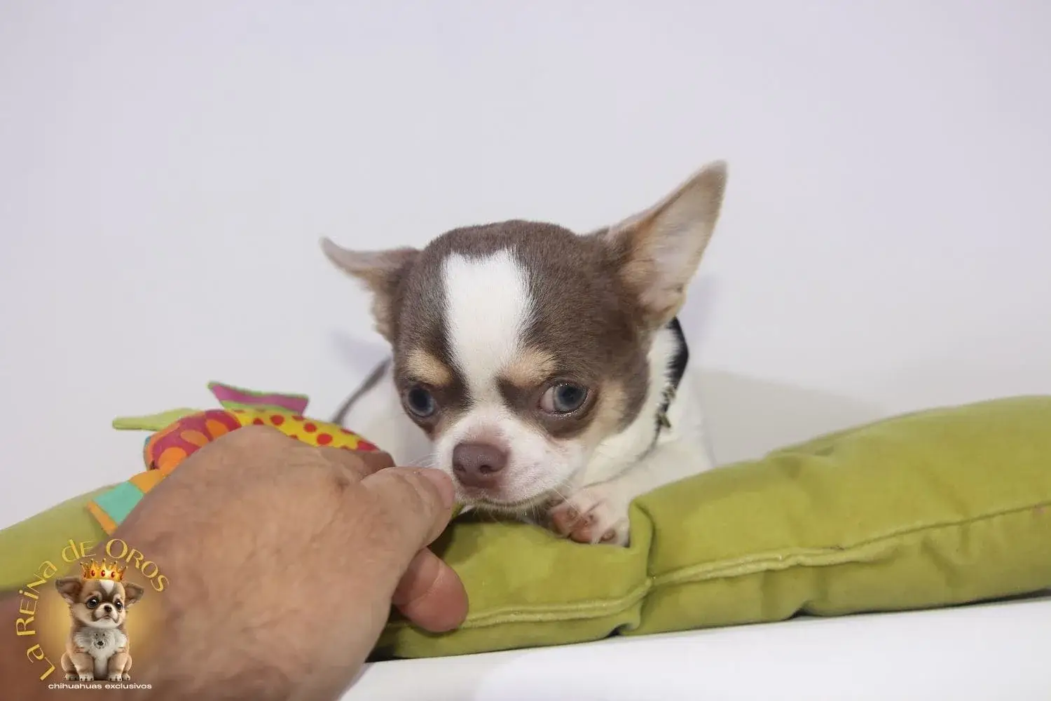 cachorro chihuahua de nucleo zoologico