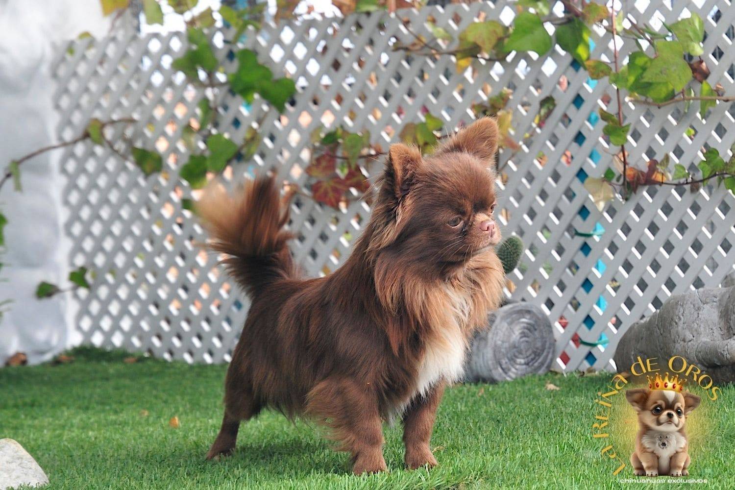 Nuestros Chihuahuas Adultos: Machos y Hembras del Criadero⭐ 12 macho-chihuahua-adulto-elin-land-zhermes-chocolate-pelo-largo