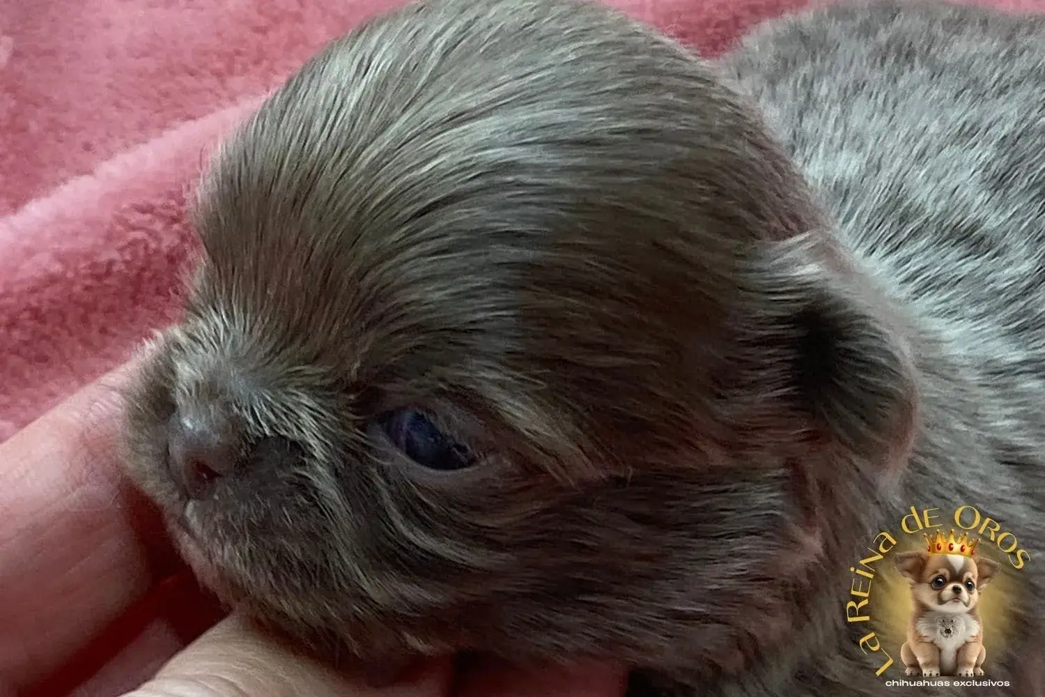 Cachorro Chihuahua Pluto de La Reina de Oros 8 cachorro-chihuahua-pluto-criadero