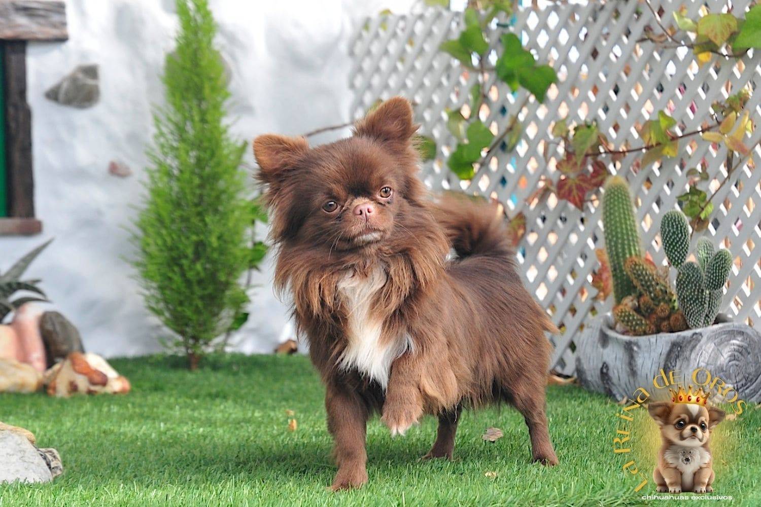 Macho Chihuahua Adulto de Pelo Largo Chocolate Eli Land Zhermes 6 macho-chihuahua-adulto-elin-land-zhermes-ganador