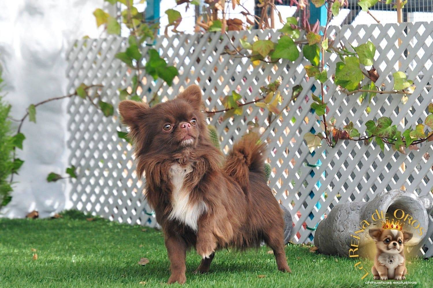 Macho Chihuahua Adulto de Pelo Largo Chocolate Eli Land Zhermes 9 macho-chihuahua-adulto-elin-land-zhermes-chihuahuas-exclusivos