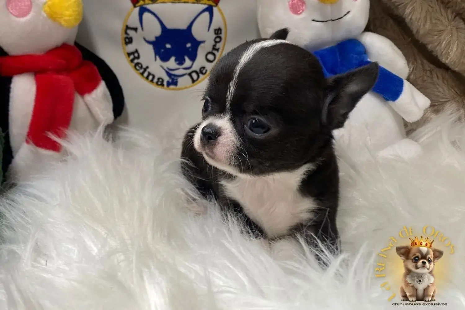 macho chihuahua de mes y medio