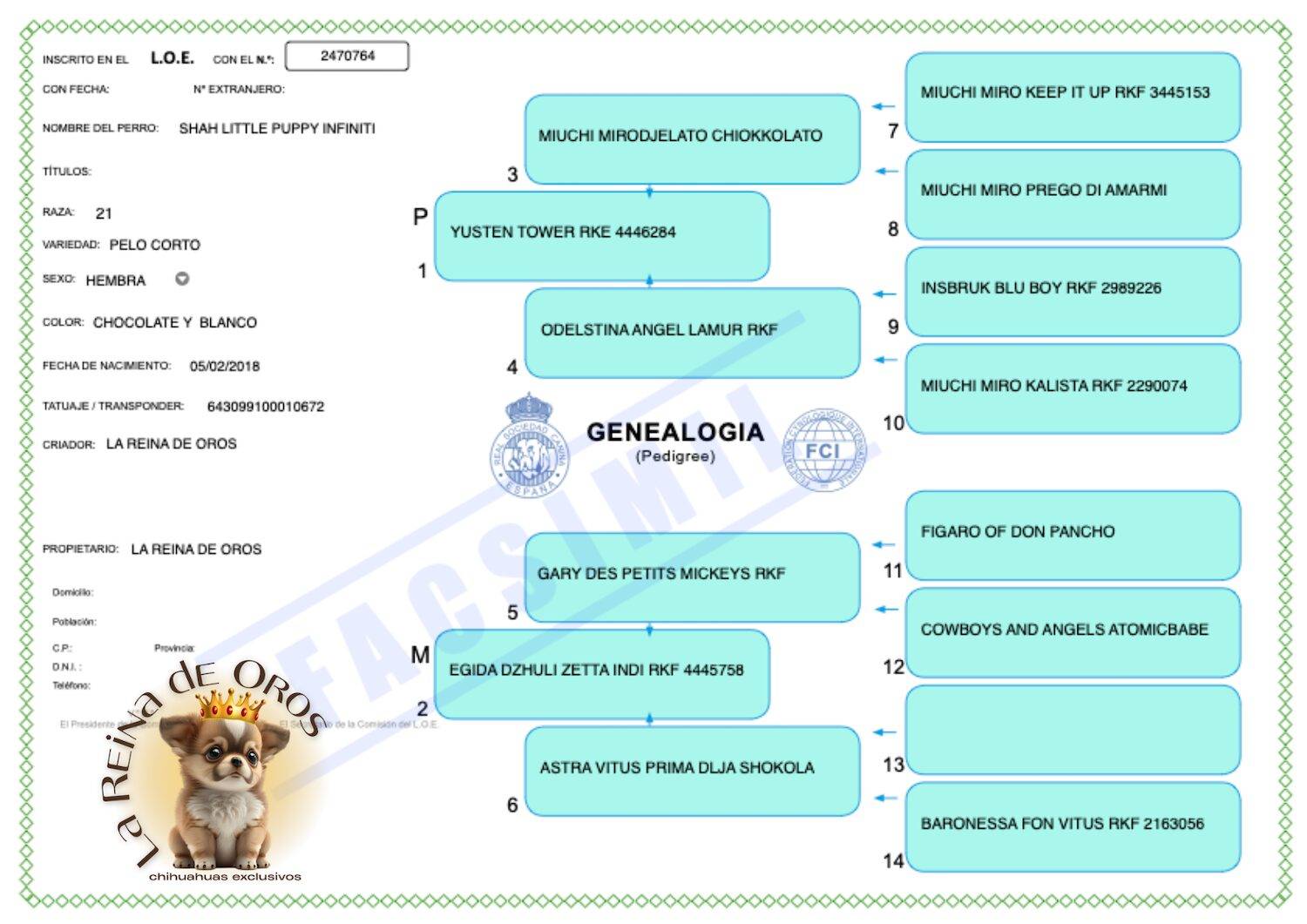 Hembra Chihuahua Adulta Shah Little Puppy Infiniti 4 LOE-PEDIGREE-SHAH-LITTLE-PUPPY-INFINITI