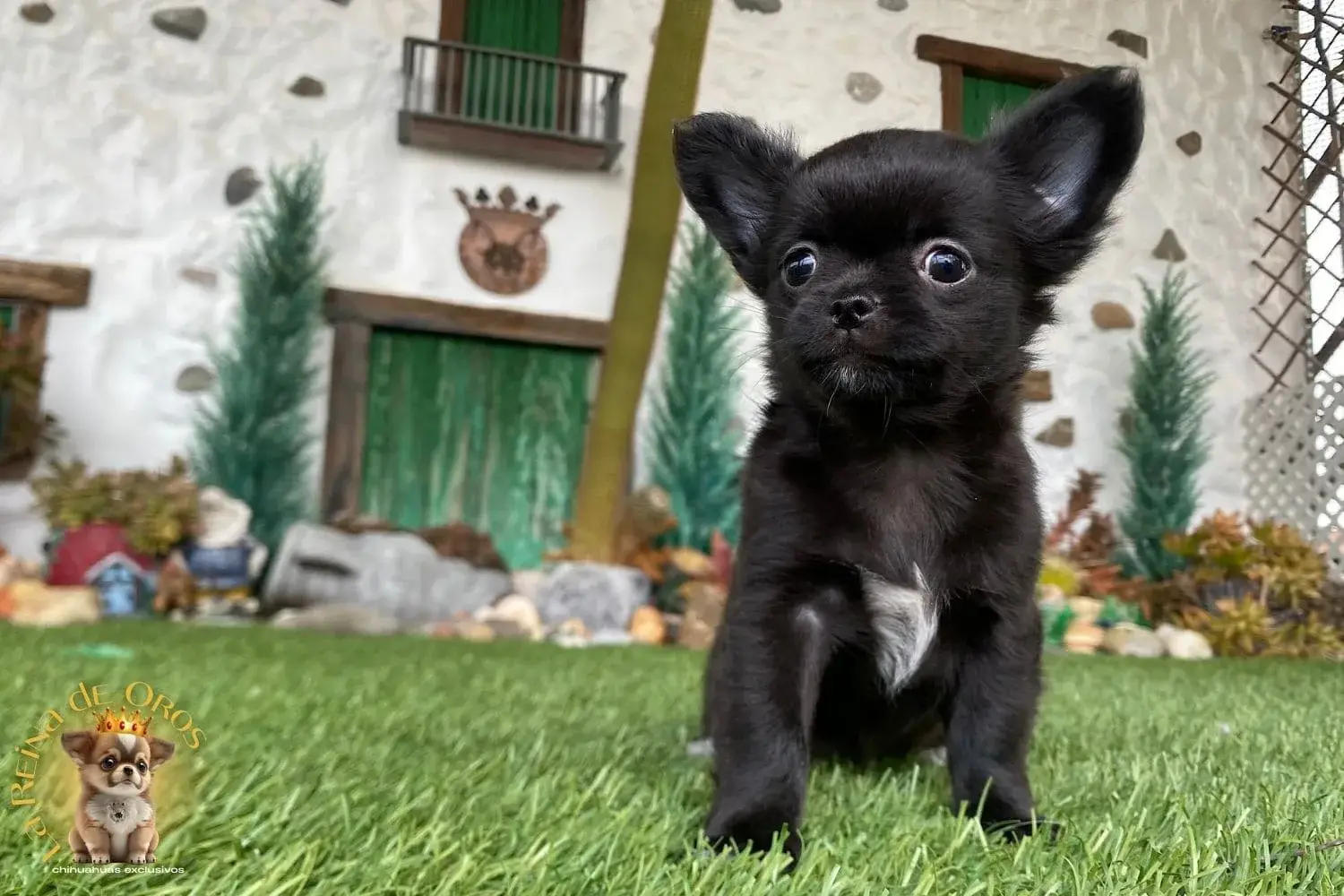 cachorro chihuahua color negro