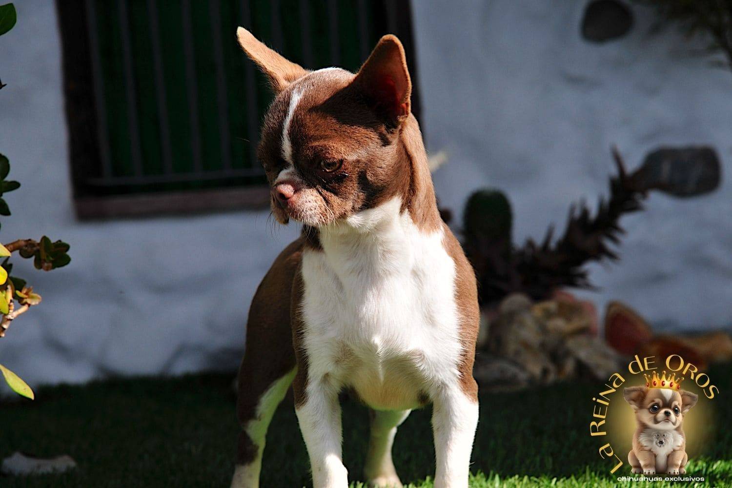 Hembra Chihuahua Adulta Tizona de La Reina de Oros 5 hembra-chihuahua-adulta-tizona-criadero