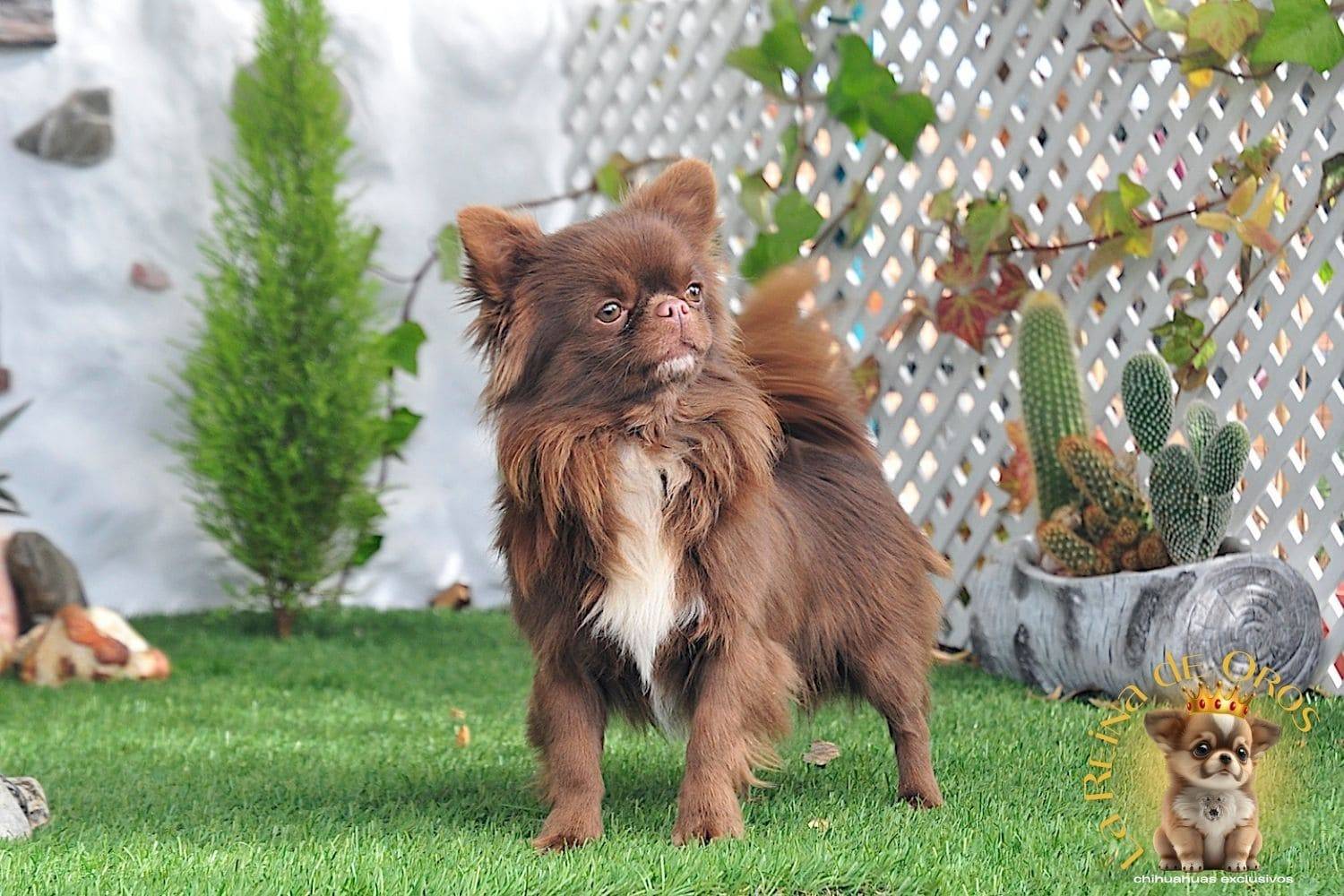 Macho Chihuahua Adulto de Pelo Largo Chocolate Eli Land Zhermes 8 macho-chihuahua-elin-land-zhermes-la-reina-de-oros-semental
