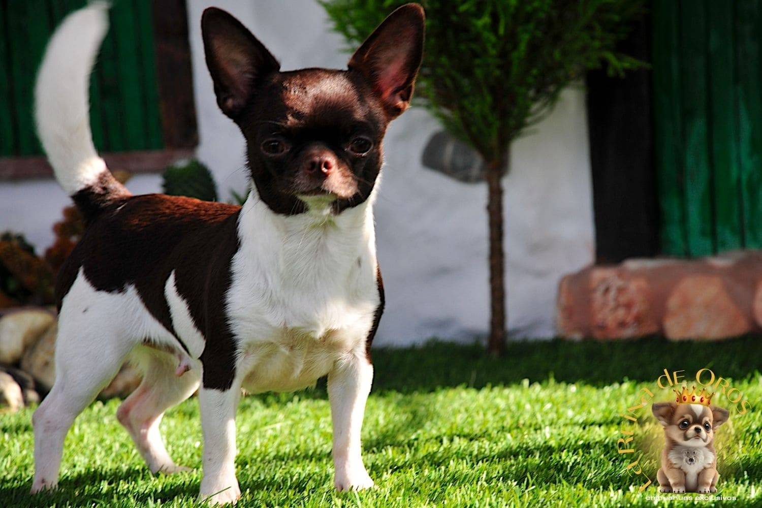 Hembra Chihuahua Adulta Shah Little Puppy Infiniti 9 hembra chihuahua adulta shah Litte puppy infiniti venta cachorros