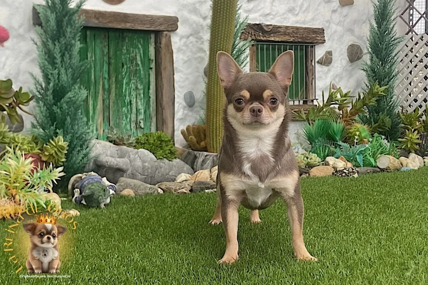 Hembra Chihuahua Adulta Tricolor Lila Sunshine 8 hembra chihuahua adulta posando