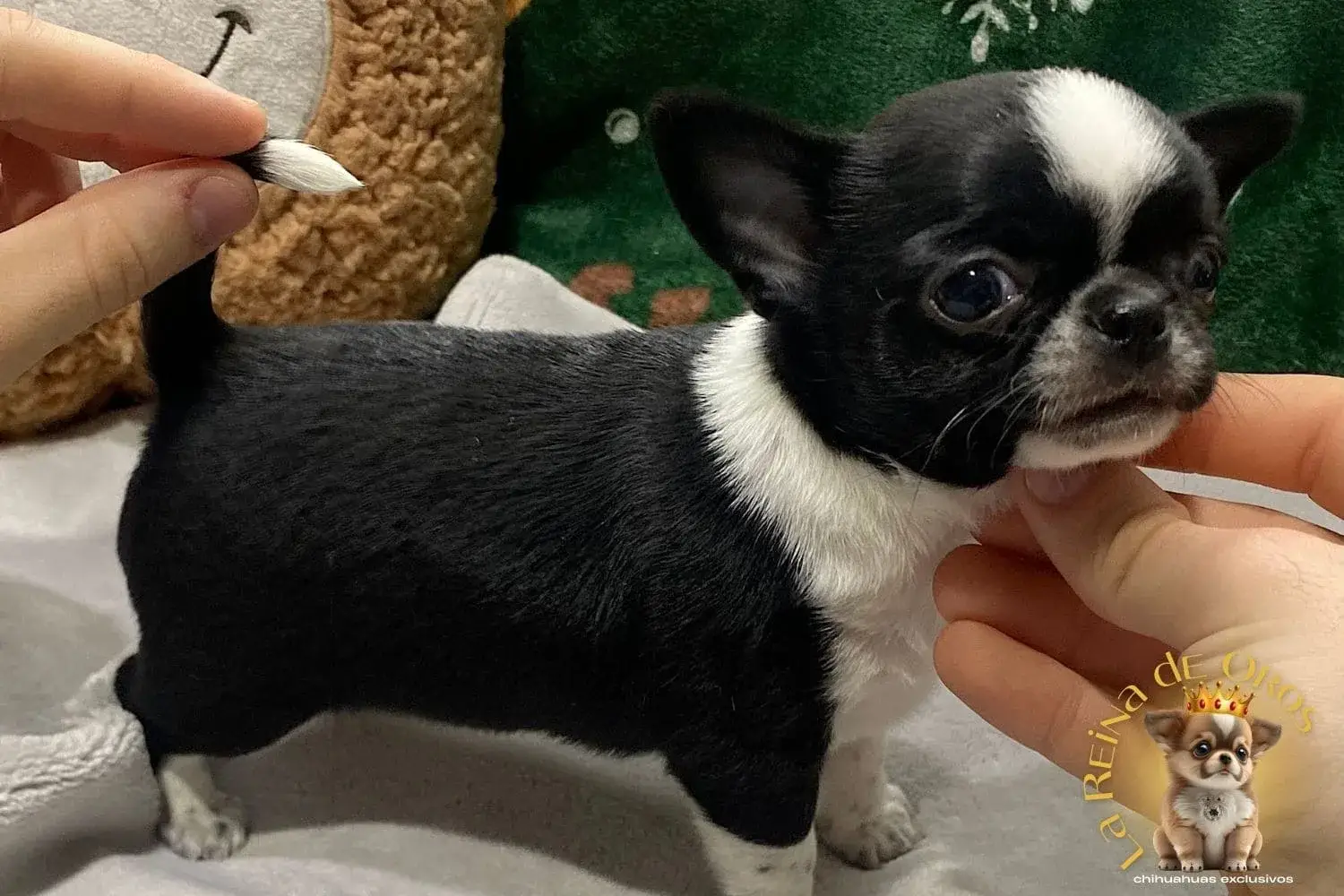 cachorro chihuahua lucero criadero