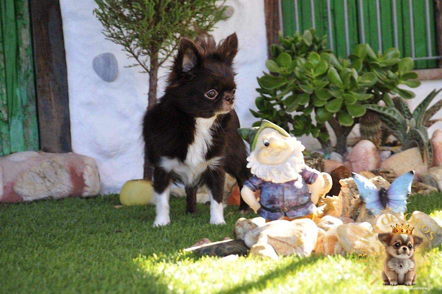 Hembra Chihuahua Adulta Astra Vitus Buklya – Color Chocolate, Pelo Largo. 5 hembra-chihuahua-adulta-astra-vitus-buklya-criadores