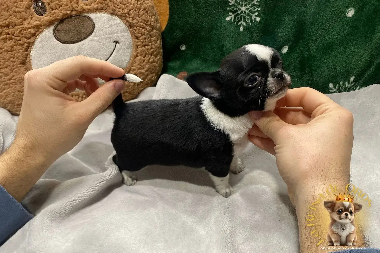 cachorro chihuahua de criadero autorizado