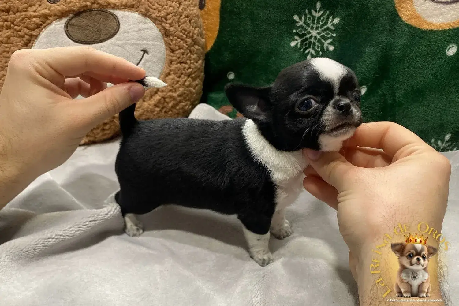 cachorro chihuahua en venta