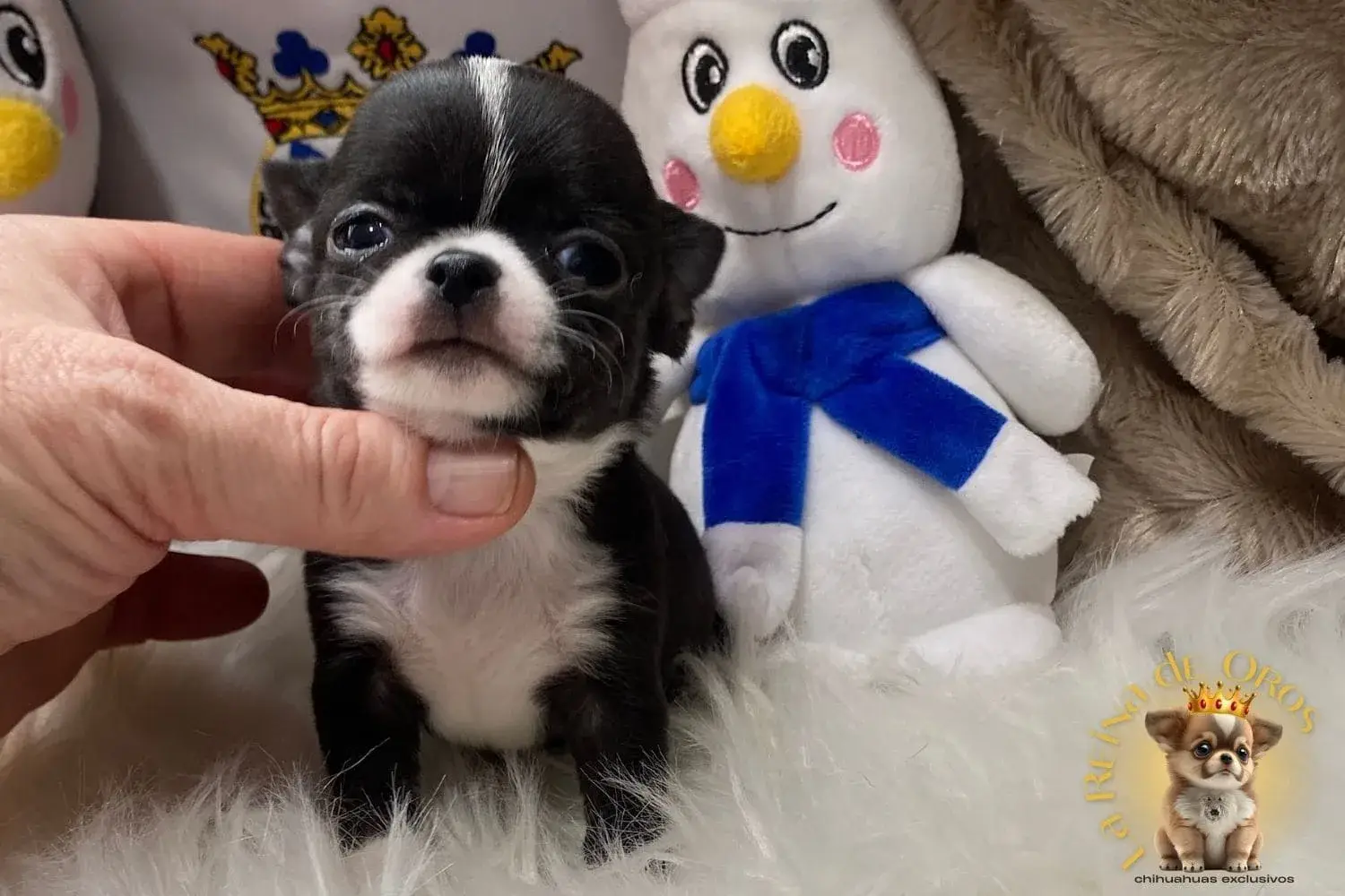 chihuahua muy pequeño