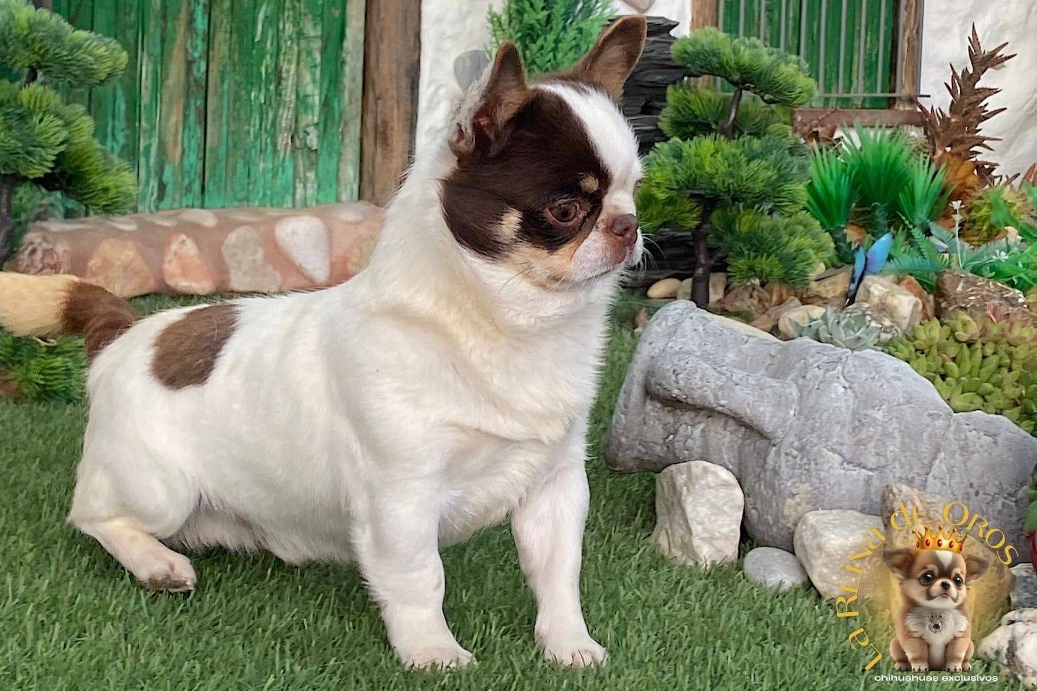 Nuestros Chihuahuas Adultos: Machos y Hembras del Criadero⭐ 15 macho-chihuahua-adulto-pelo-corto-blanco-chocolate