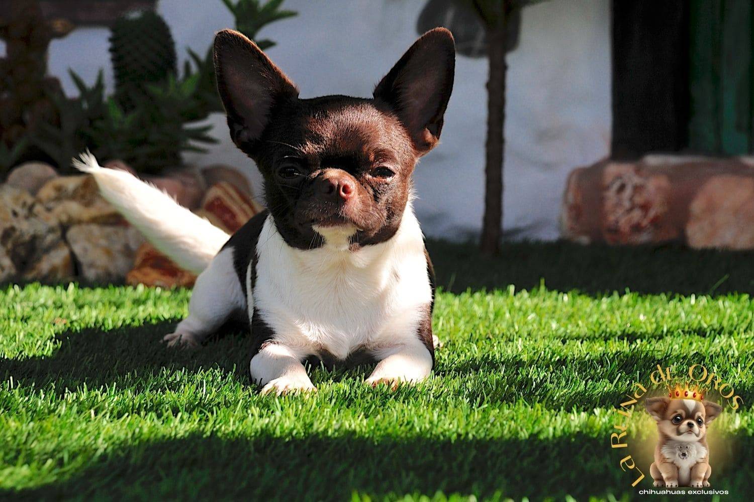 Hembra Chihuahua Adulta Shah Little Puppy Infiniti 8 hembra chihuahua adulta shah Litte puppy infiniti criadero