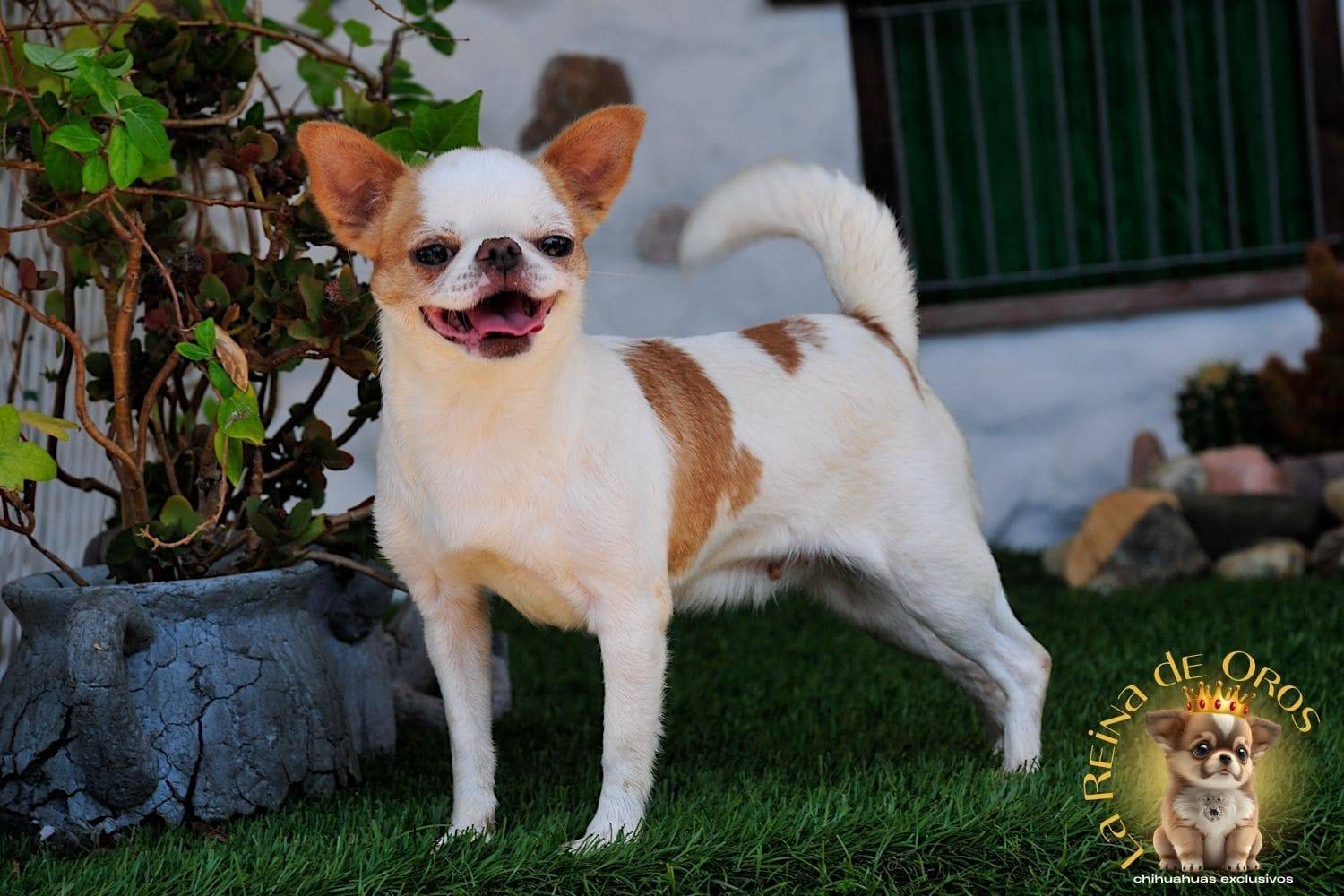 Hembra Chihuahua Adulta Perky end Kyurias Iz Tvoy Metchy 9 hembra-chihuahua-adulta-perki-endkiurias-iz tvoey-mechty-criadores