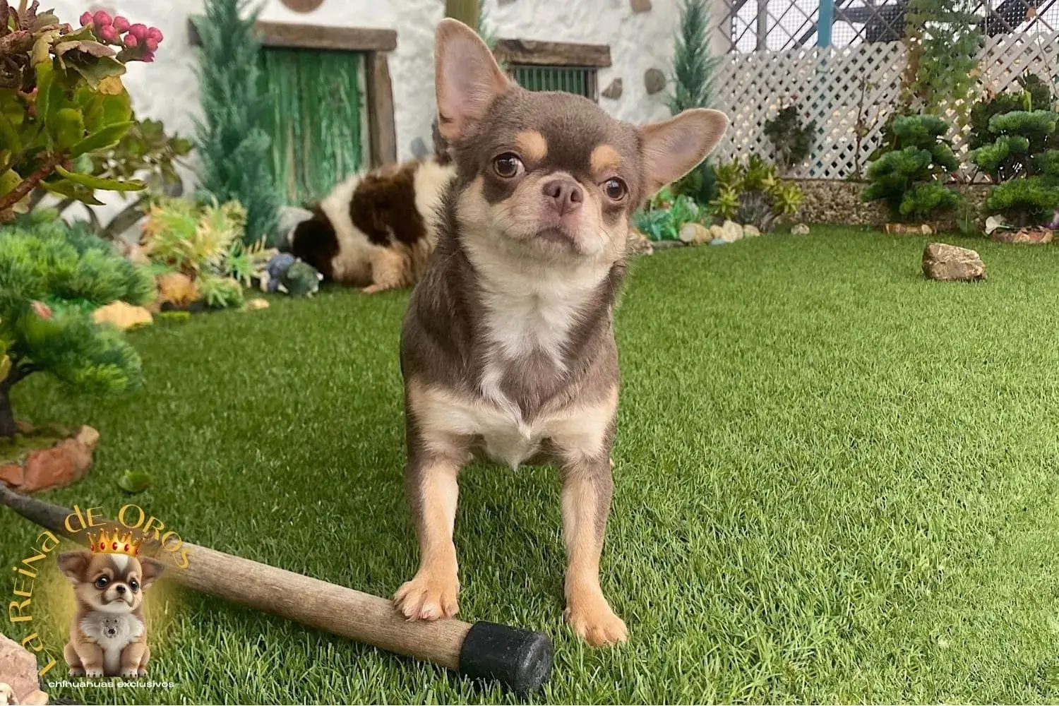 Hembra Chihuahua Adulta Tricolor Lila Sunshine 3 hembra chihuahua adulta en el criadero