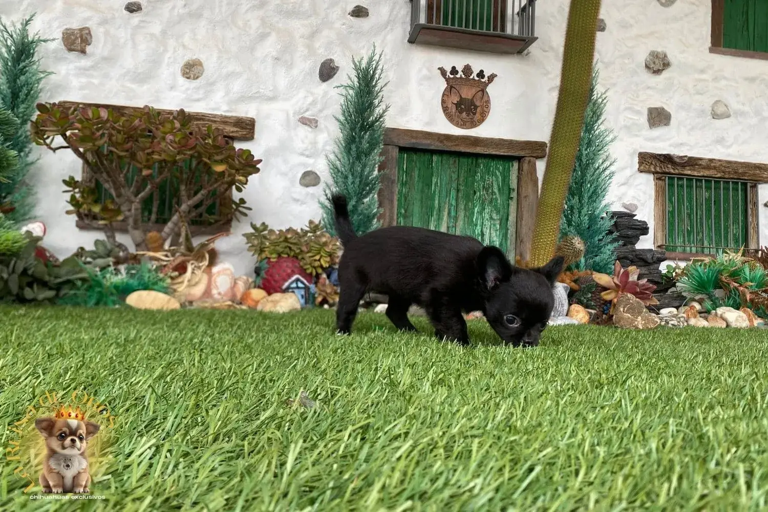 cachorro chihuahua esponjita miniatura