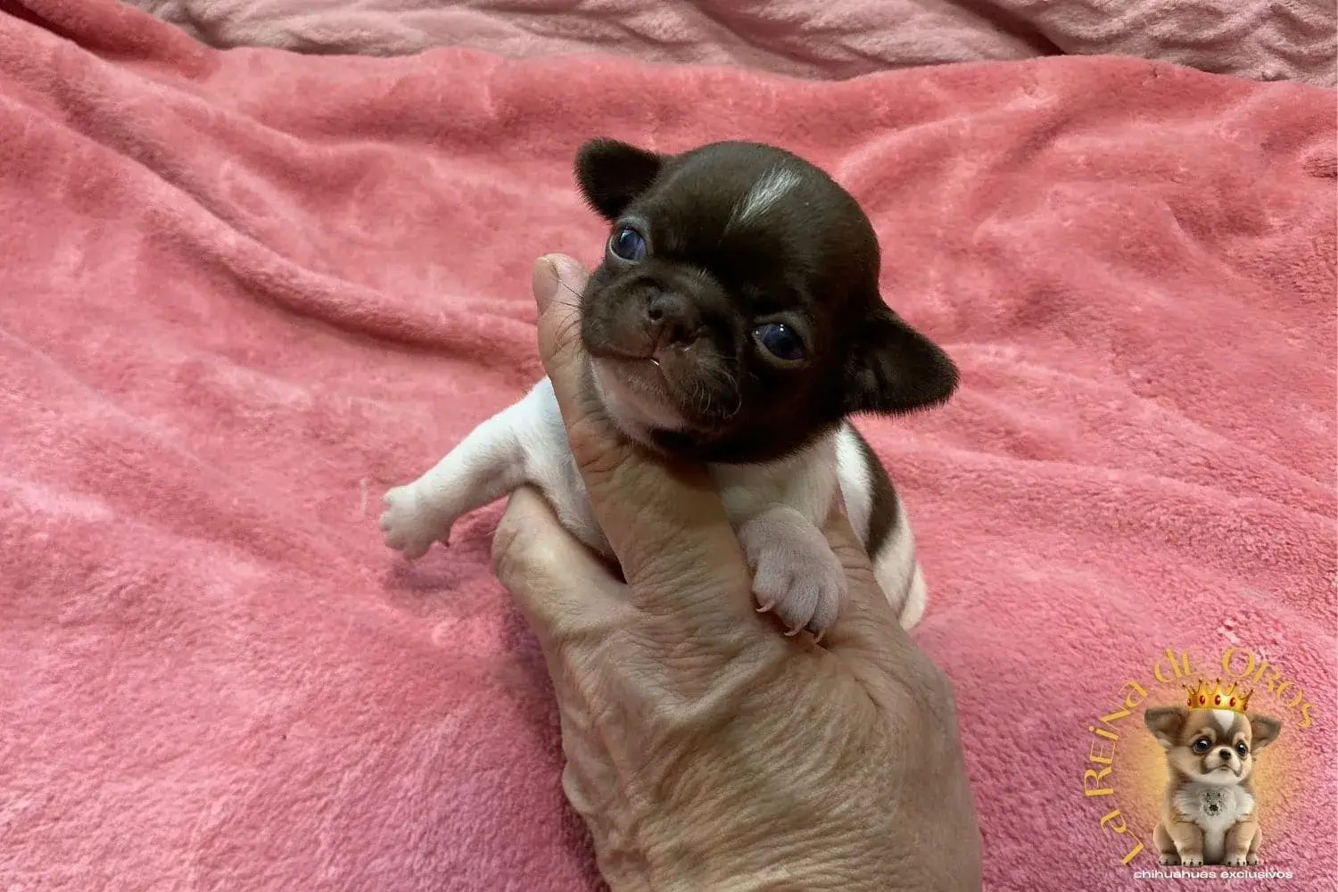 Cachorro Chihuahua Candy de La Reina de Oros 5 cachorro-chihuahua-candy