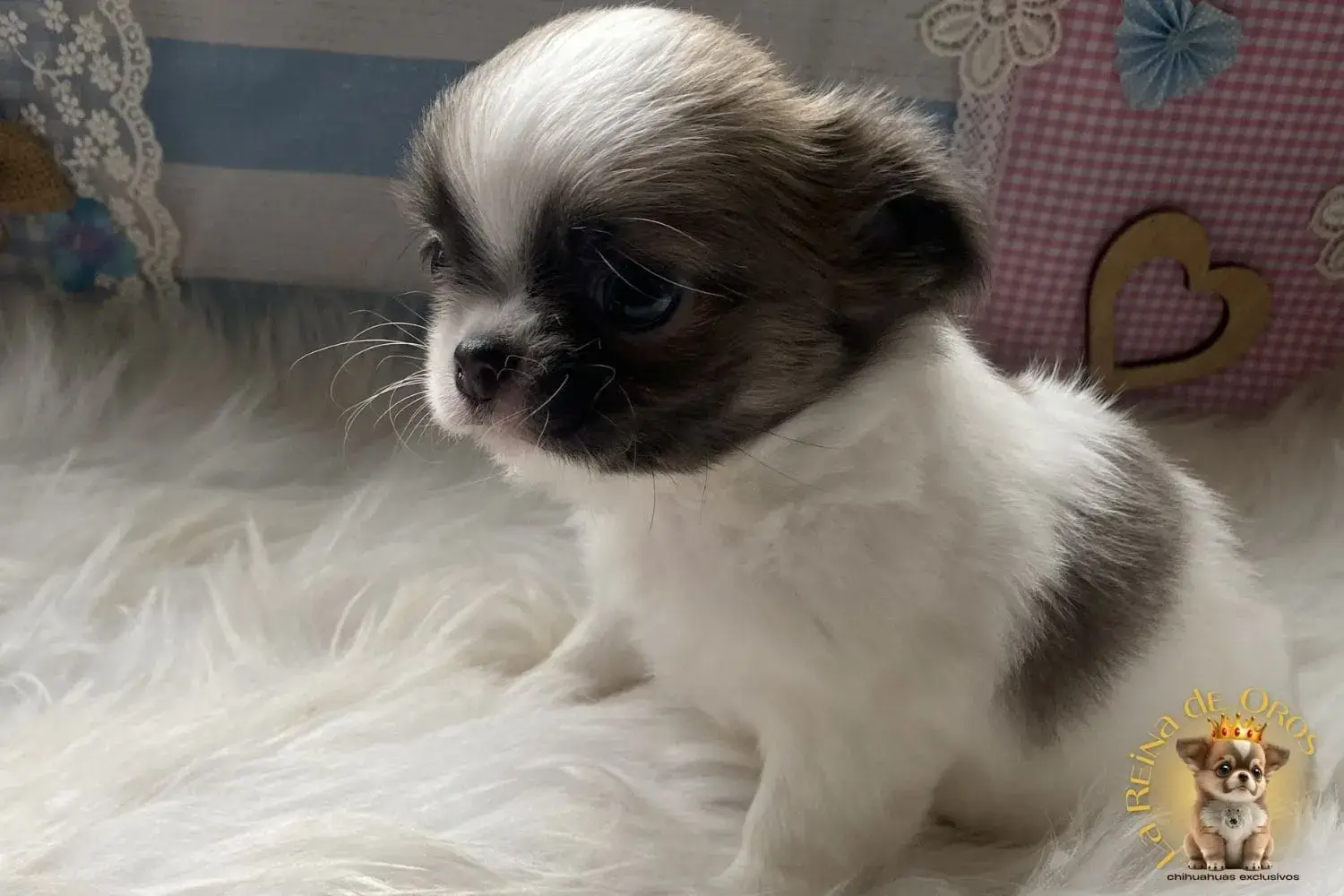 cachorro chihuahua pelusa criadero certificado