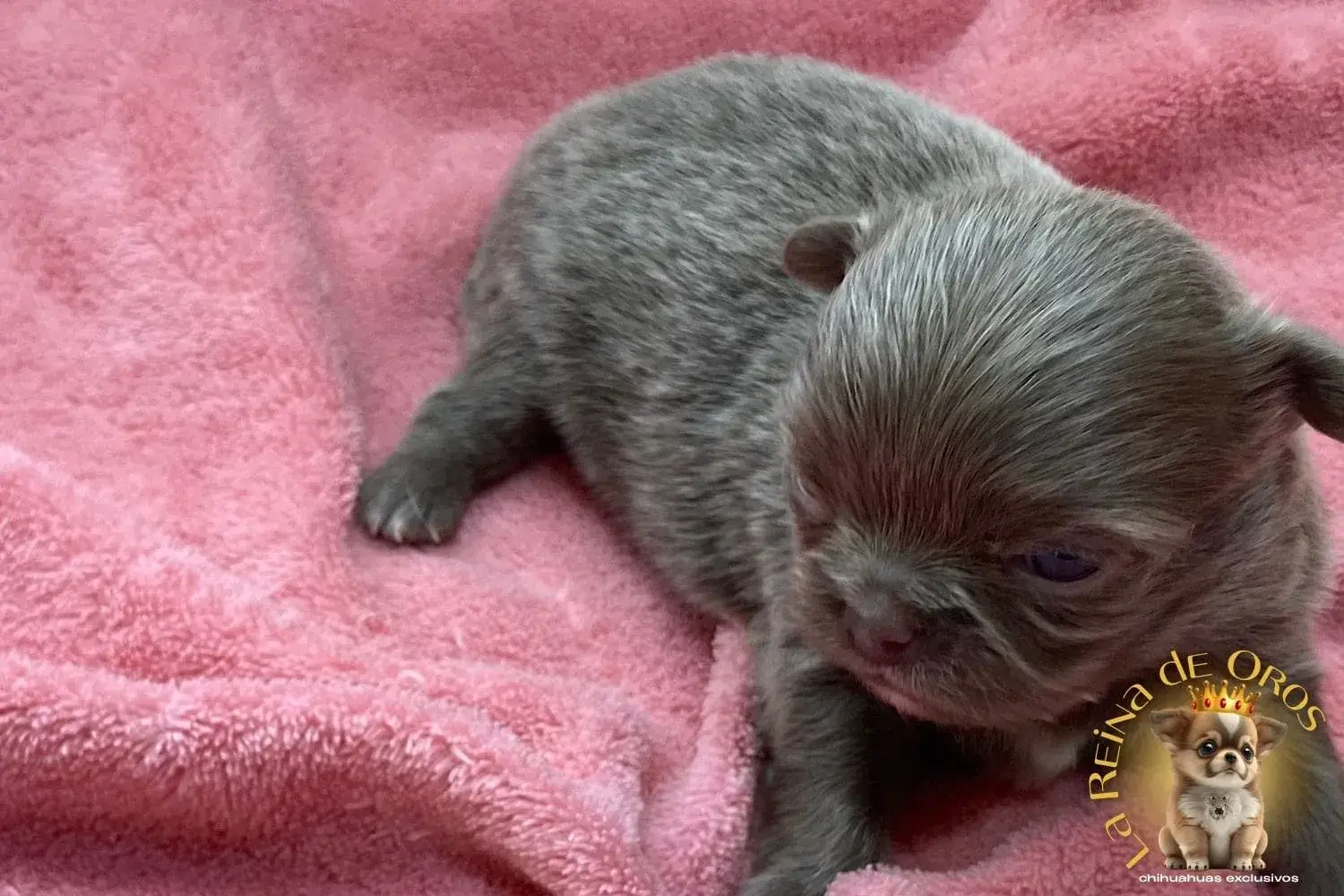 Cachorro Chihuahua Pluto de La Reina de Oros 10 cachorro-chihuahua-pluto-comprar-cachorros (2)