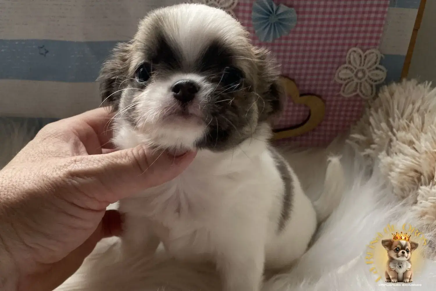 cachorro chihuahua hembra bicolor