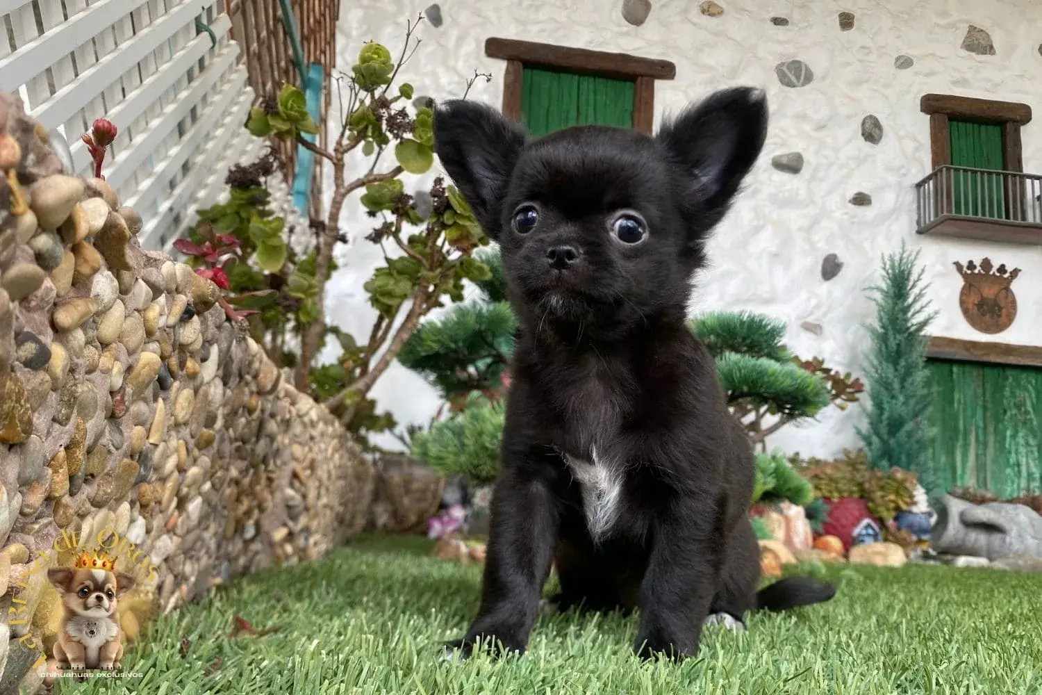 cachorro chihuahua hembra