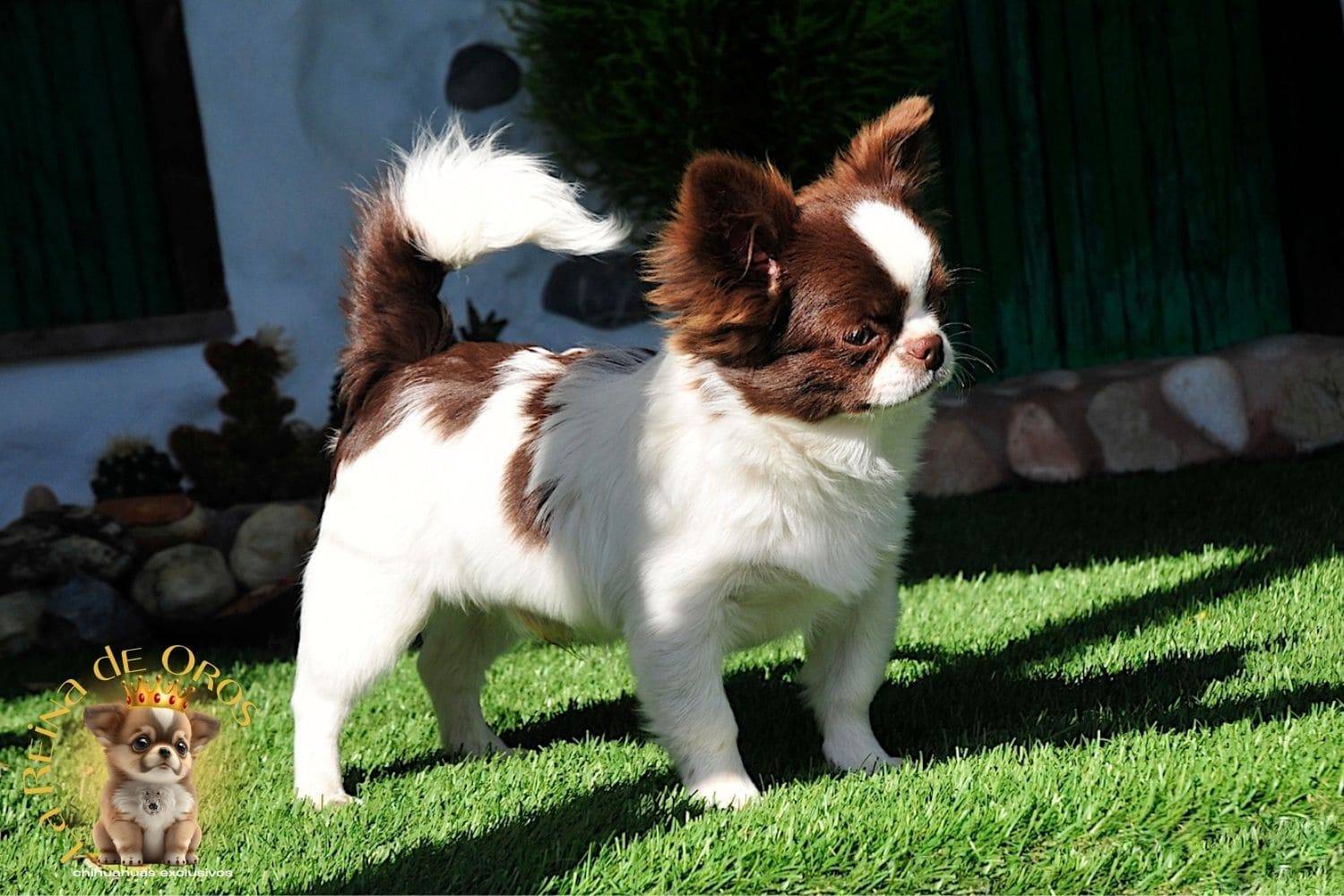 Nuestros Chihuahuas Adultos: Machos y Hembras del Criadero⭐ 13 macho-chihuahua-adulto-astra-vitus-chumachechi-la-reina-de-oros