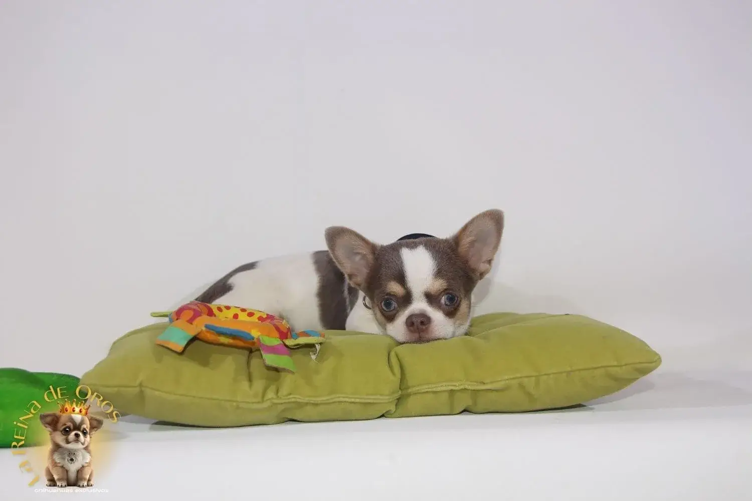 cachorro chihuahua blanco lila