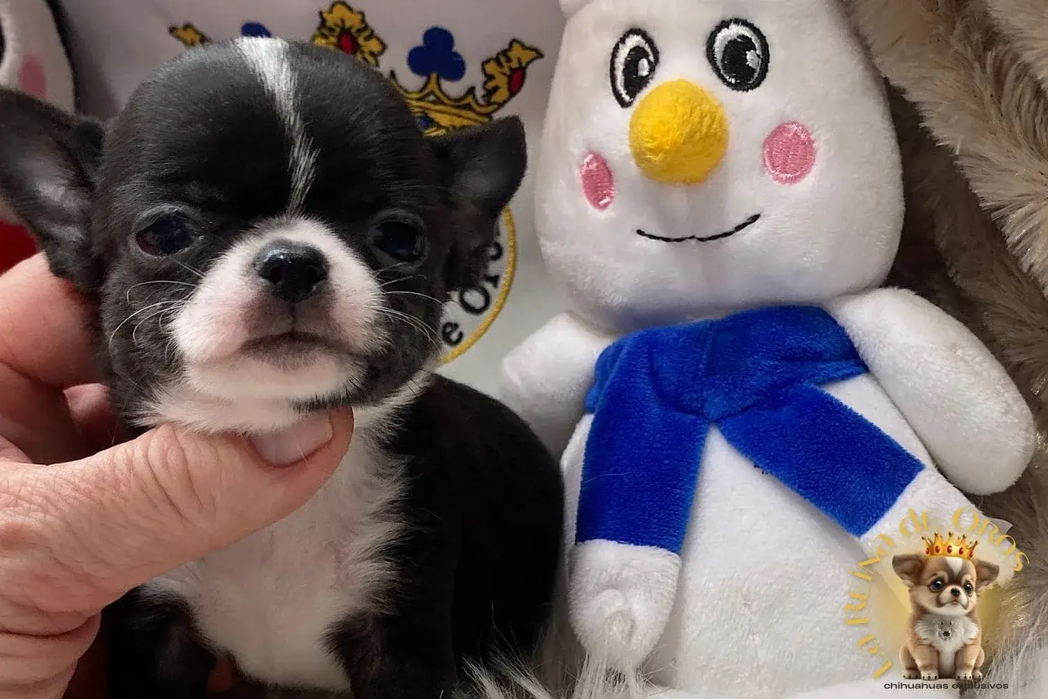 cachorro chihuahua en venta