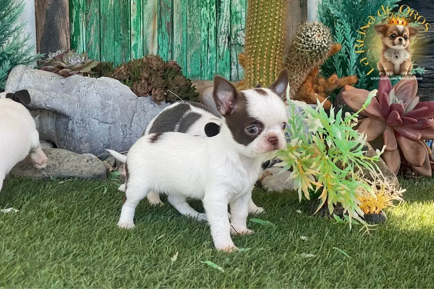 cachorro chihuahua jazmin de la reina de oros