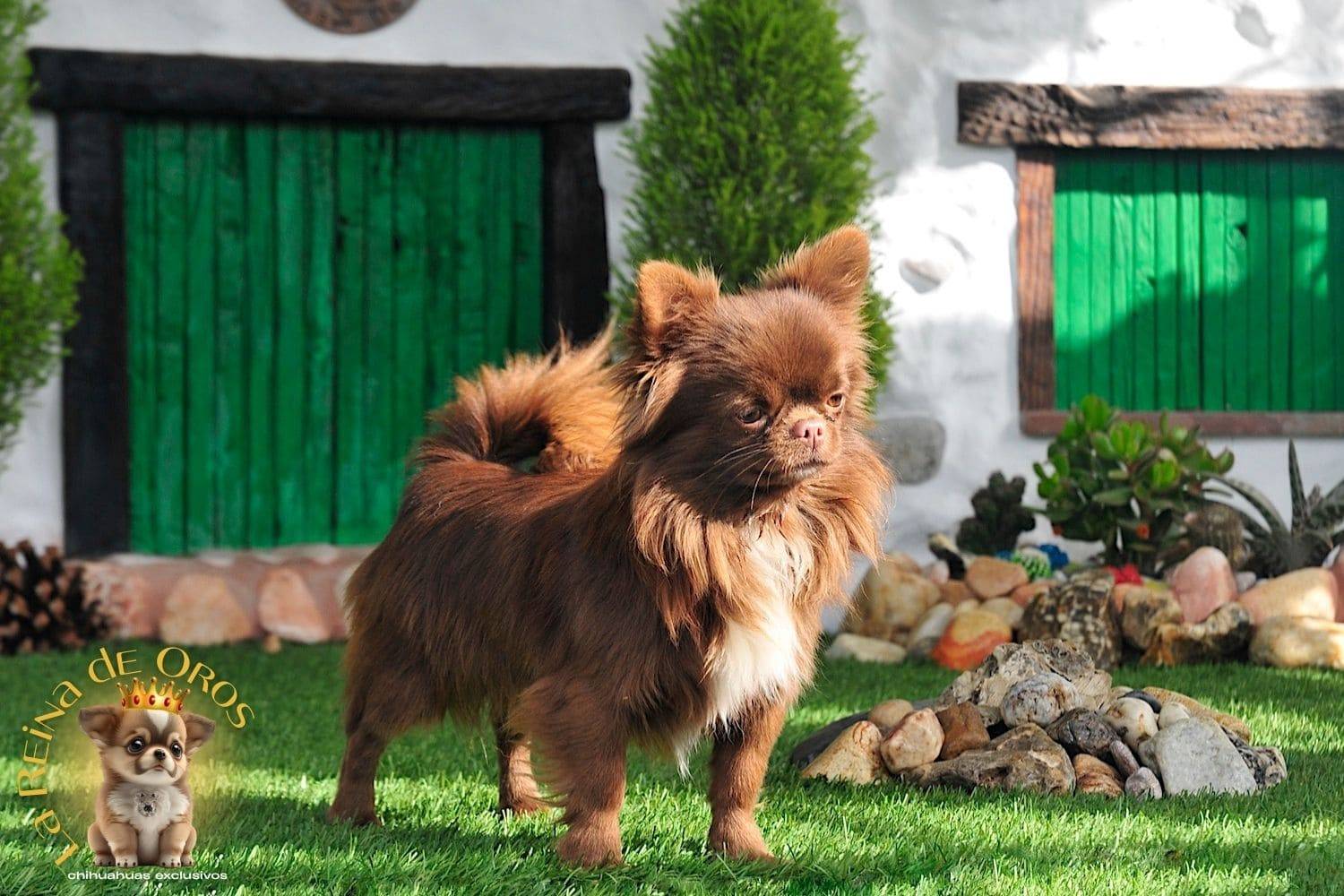 Macho Chihuahua Adulto de Pelo Largo Chocolate Eli Land Zhermes 5 macho-chihuahua-adulto-elin-land-zhermes-la-reina-de-oros