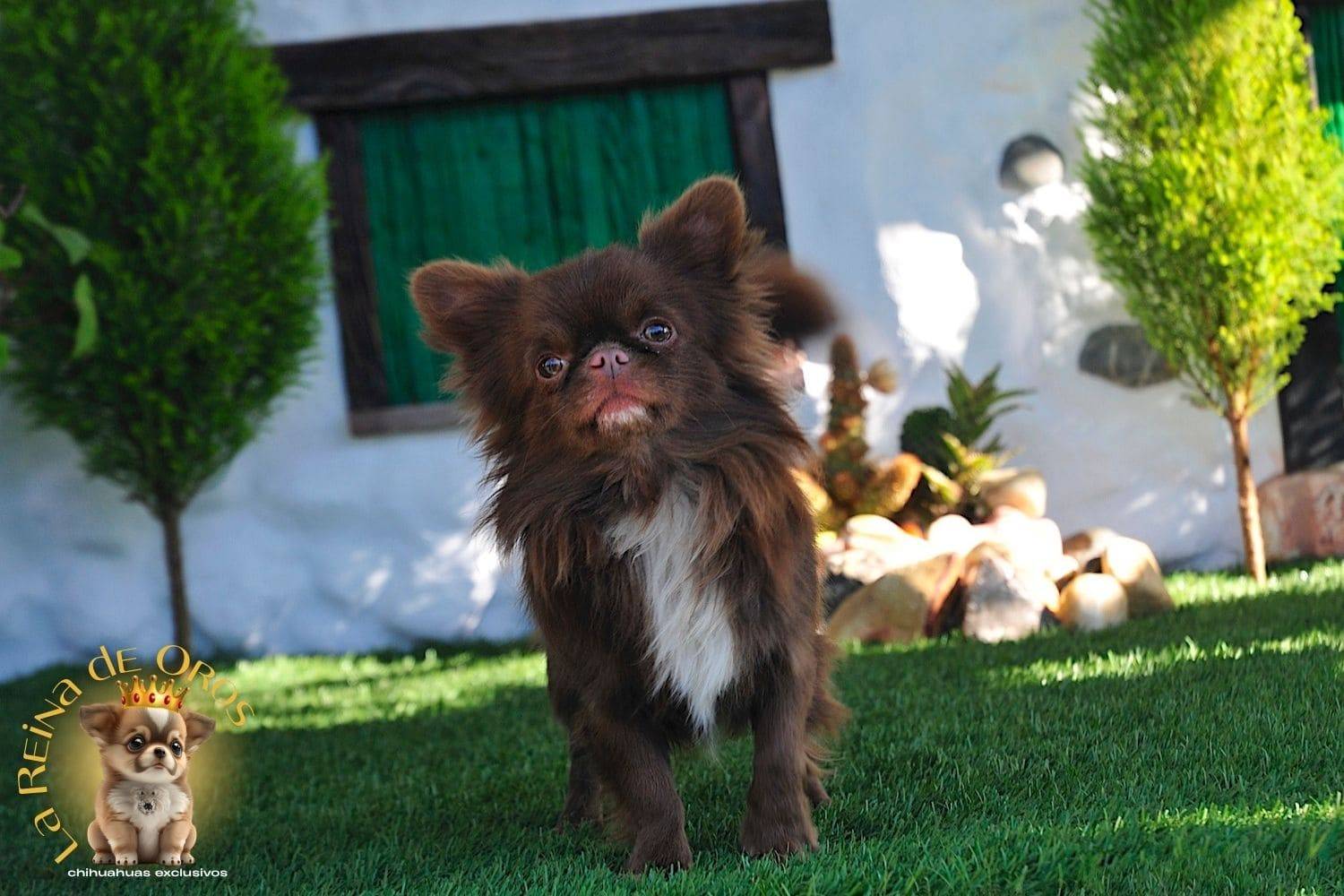 Macho Chihuahua Adulto de Pelo Largo Chocolate Eli Land Zhermes 7 macho-chihuahua-adulto-elin-land-zhermes-semental