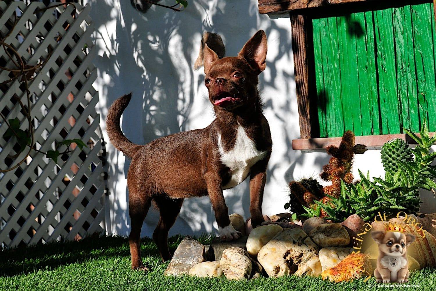 Nuestros Chihuahuas Adultos: Machos y Hembras del Criadero⭐ 3 hembra-chihuahua-adulta-hedra-de-la-reina-de-oros-nucleo-zoologico