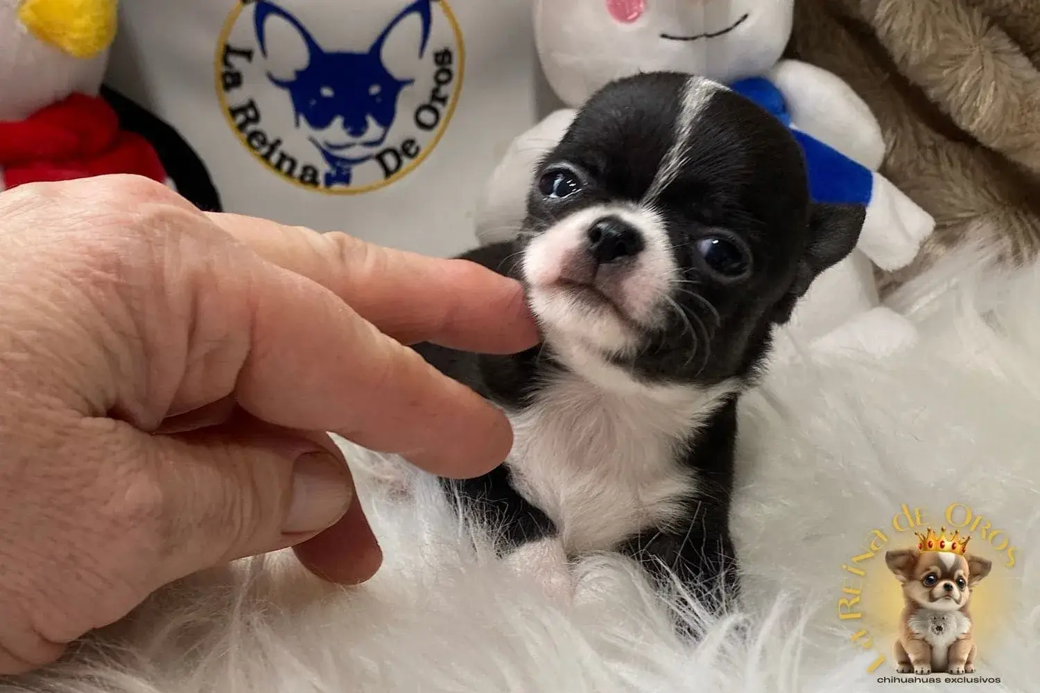 cachorro chihuahua bicolor