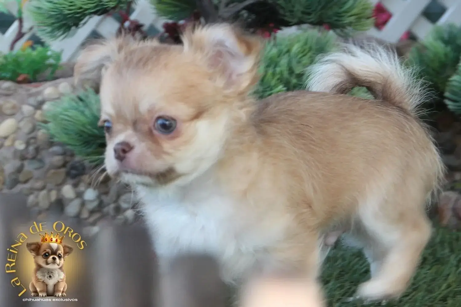 chihuahua con pedigree