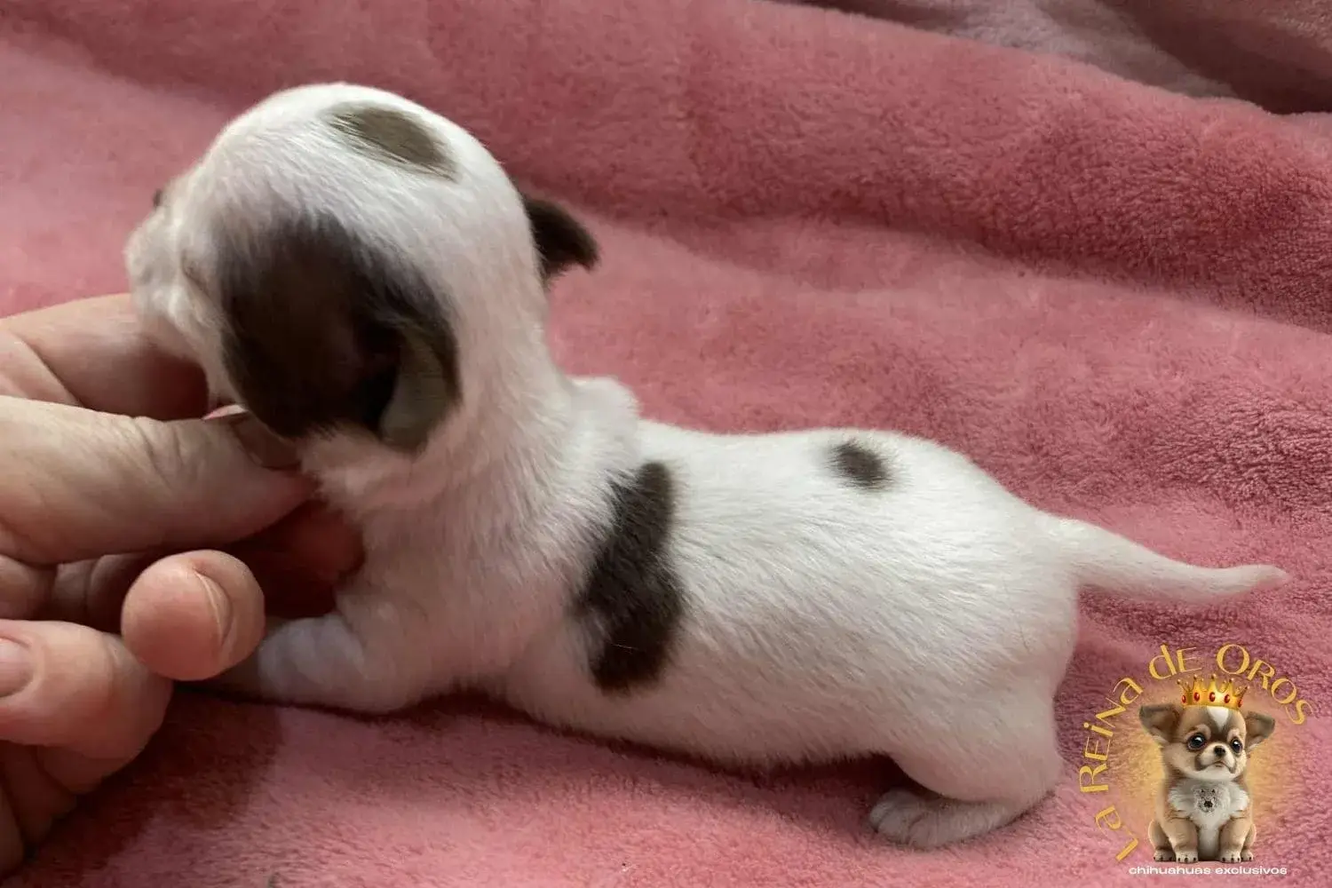Cachorro Chihuahua Jazmin de La Reina de Oros 6 cachorro-chihuahua-jazmin-comprar-chihuahua