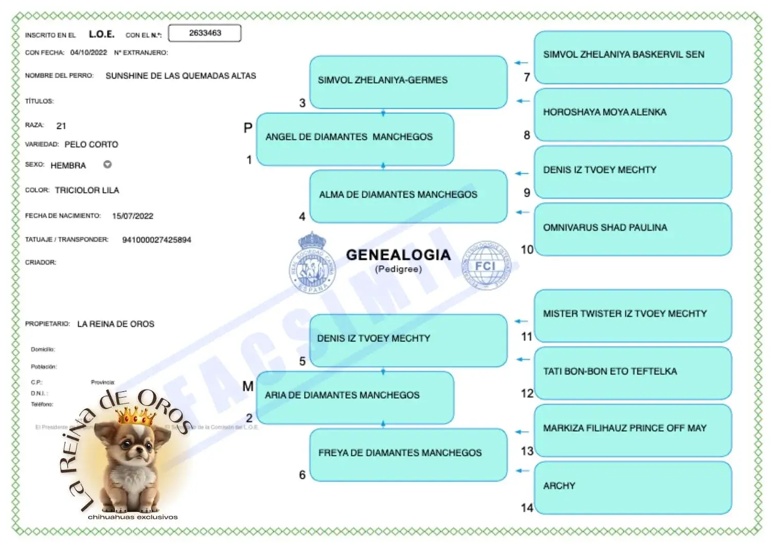 Hembra Chihuahua Adulta Tricolor Lila Sunshine 4 pedigree hembra chihuahua adulta tricolor lila