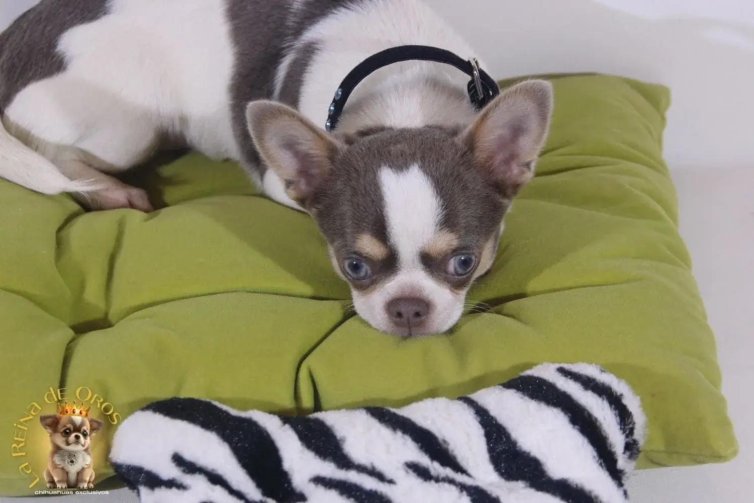 cachorro chihuahua con pedigree