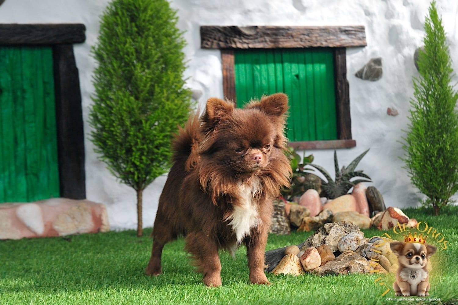 Macho Chihuahua Adulto de Pelo Largo Chocolate Eli Land Zhermes 11 macho-chihuahua-adulto-elin-land-zhermes